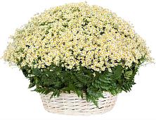 Цветочная композиция из Ромашки в корзине #REPLACE_PRED# Раевской